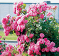 Angela Climbing Rose