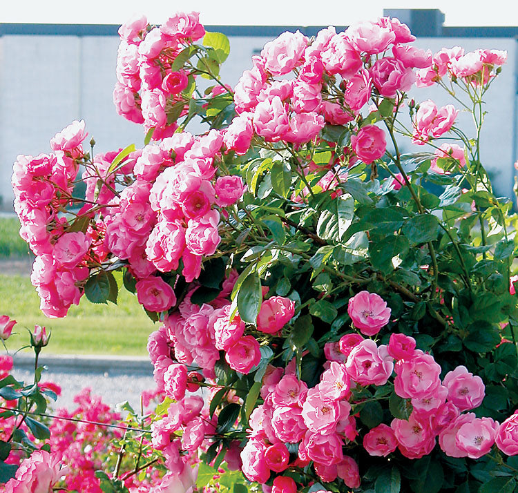 Angela Climbing Rose