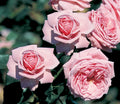 Coral Dawn
