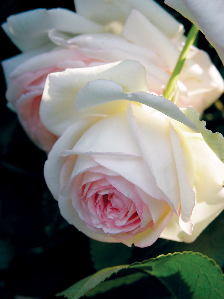 Eden Climber Romantica
