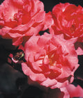 Galway Bay Climbing Rose
