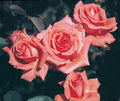 America Climbing Rose