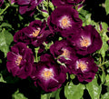Night Owl Climbing Rose