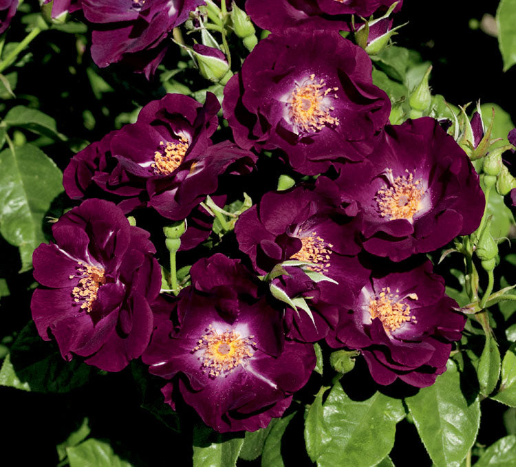 Night Owl Climbing Rose