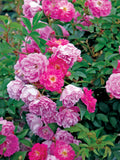 Abbotsford Rose