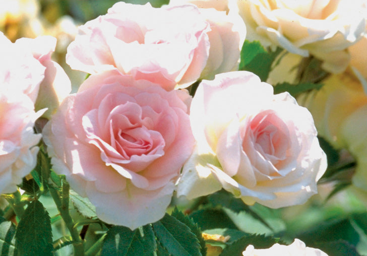Morden Blush