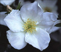 Morden Snow Beauty