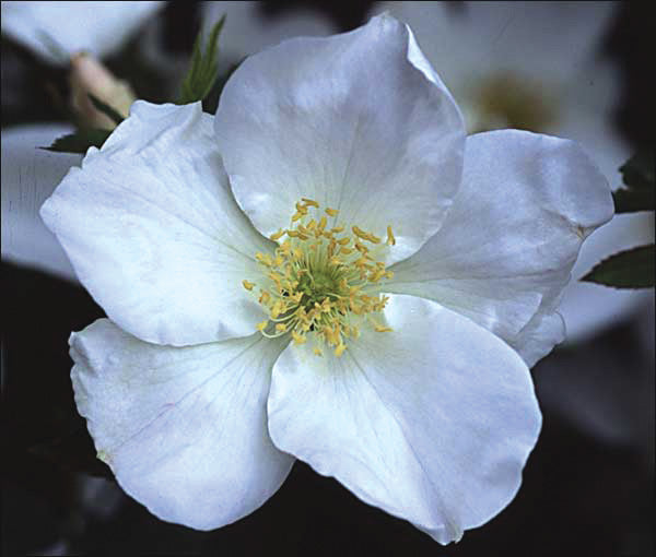 Morden Snow Beauty