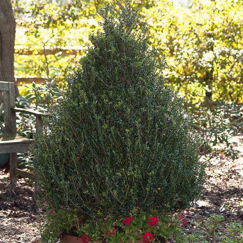 Ilex crenata 'FARROWSK6'  - Patti O Box® Japanese Holly