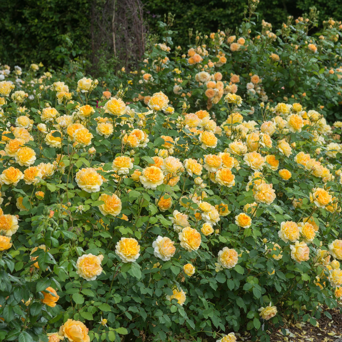 Molineux® by David Austin®