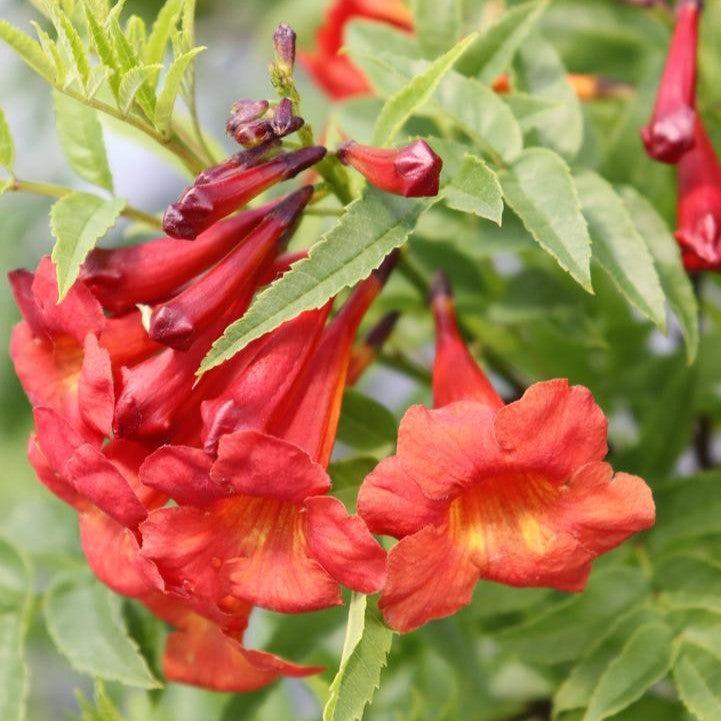 Tecoma x 'SMNTSB' PP 36,073  - Chicklet® Red Trumpet Bush