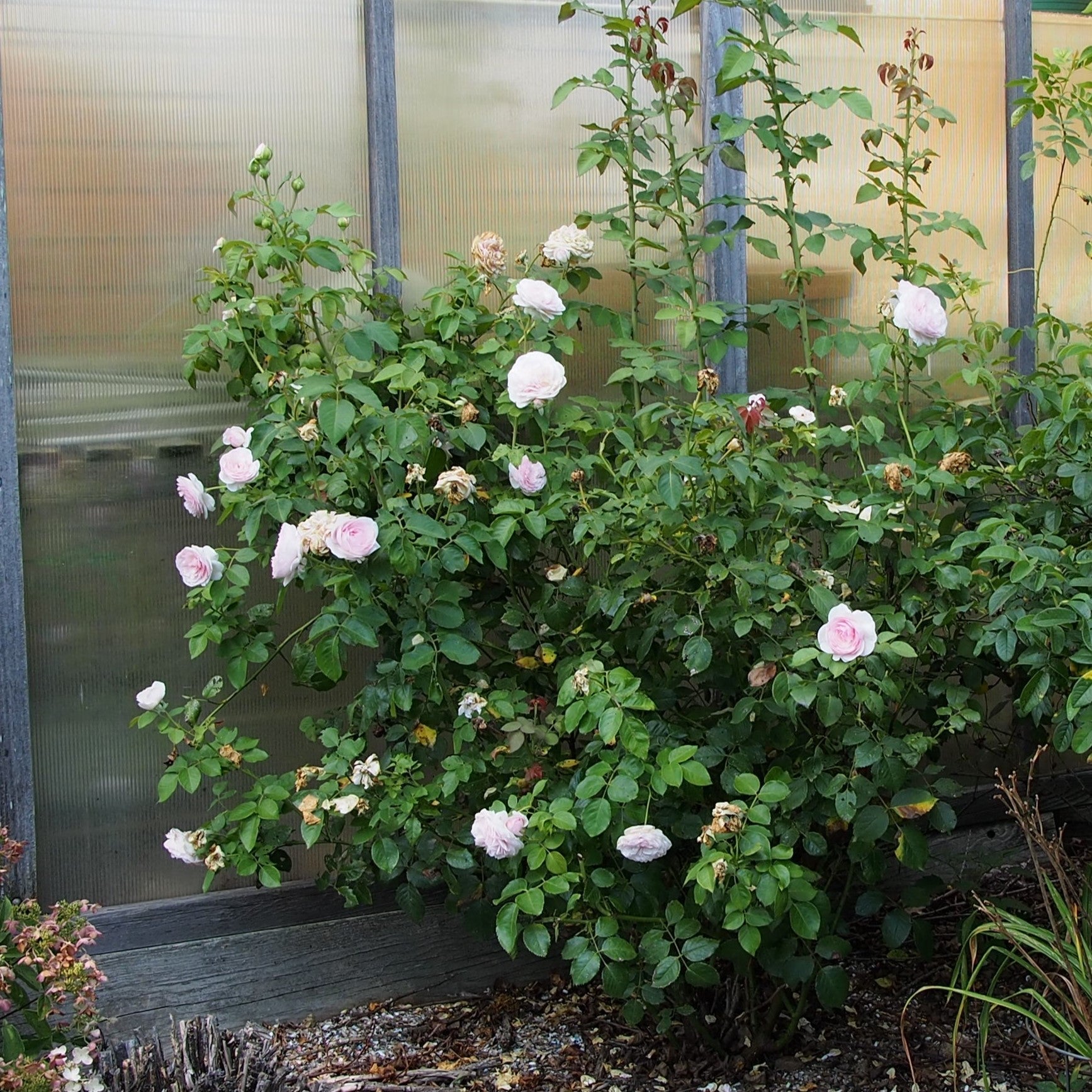 Rosa 'AUSmixture'  - Olivia™ Rose