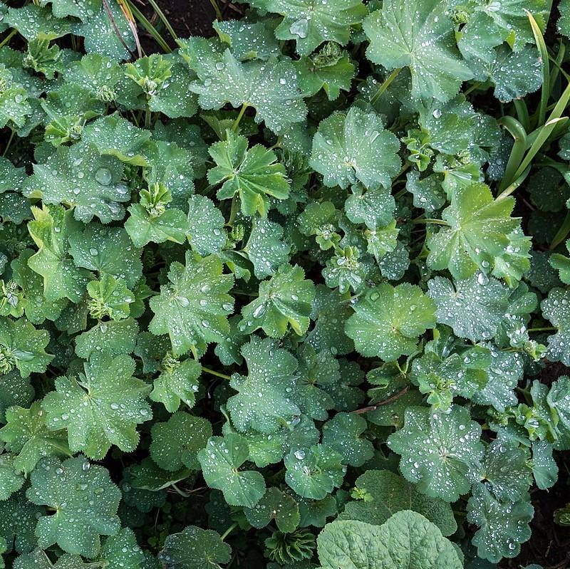 Alchemilla mollis  - Lady's Mantle