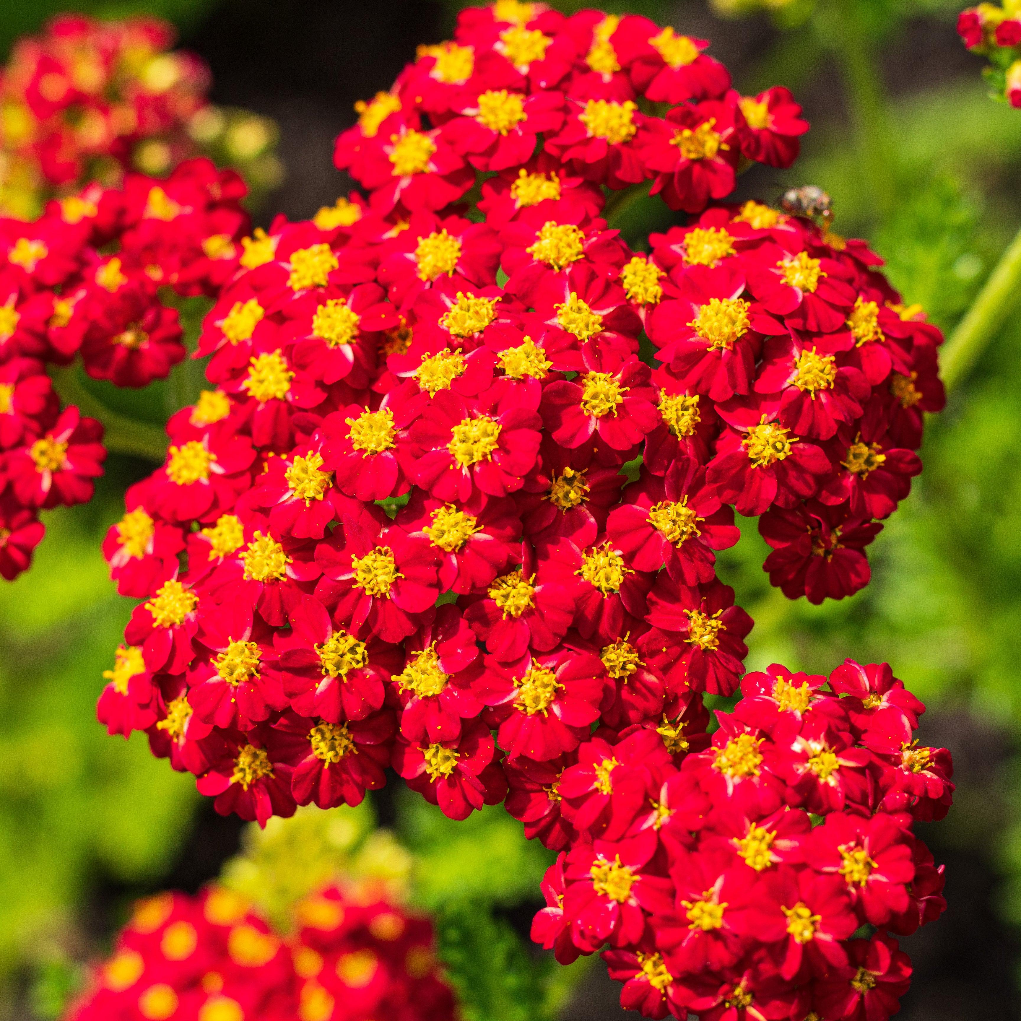 Achillea millefolium 'Strawberry Seduction'  - Strawberry Seduction Yarrow