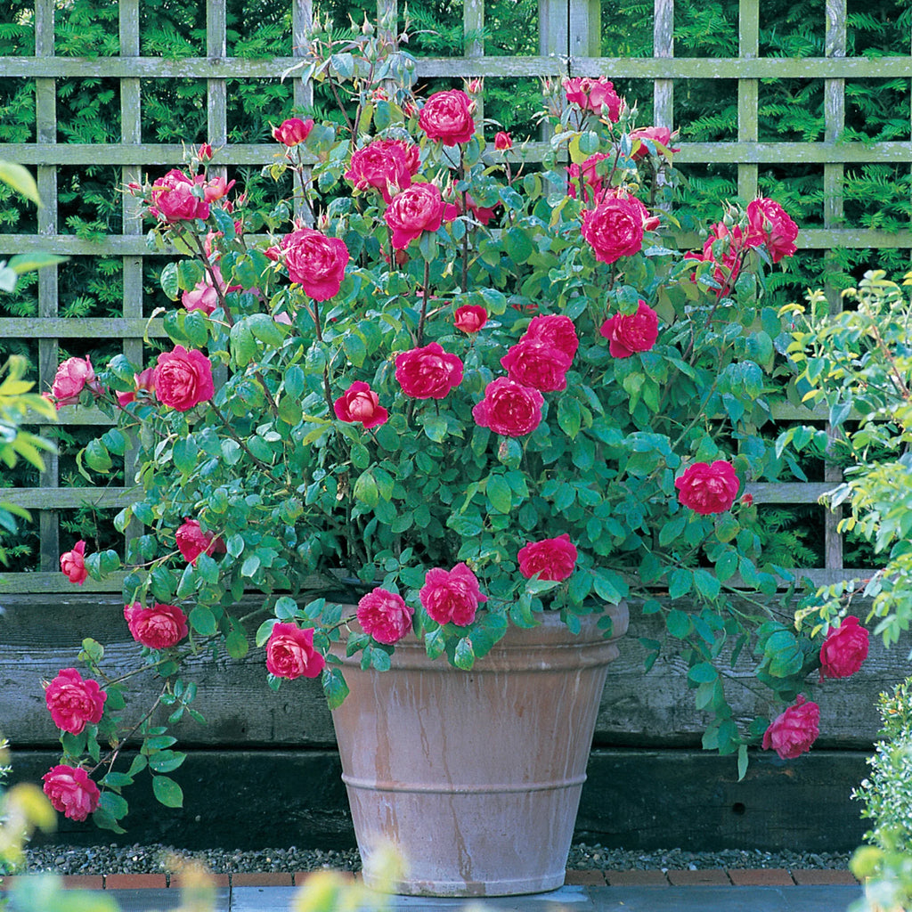 Benjamin Britten® David Austin® English Shrub Rose