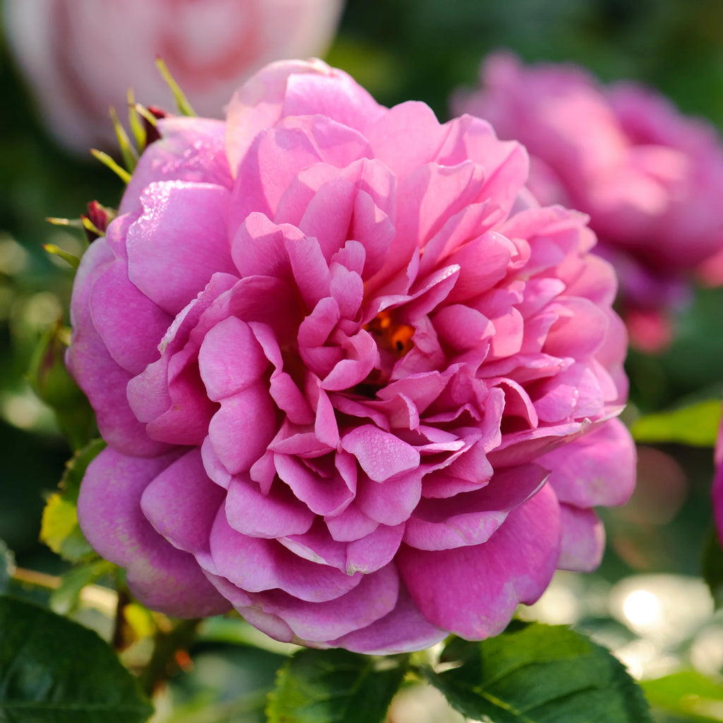 Princess Anne™ David Austin® English Shrub Rose