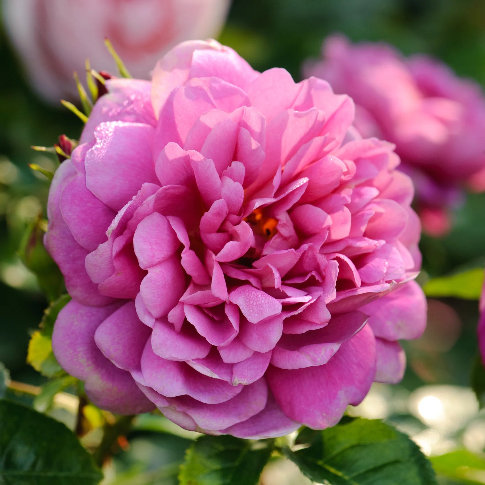 Princess Anne™ David Austin® English Shrub Rose