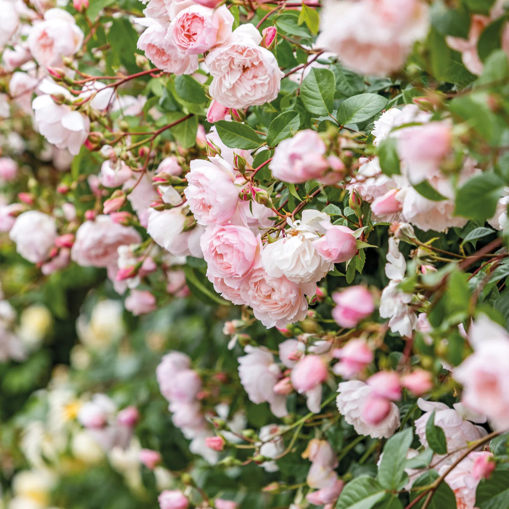 The Generous Gardener® David Austin® English Shrub Rose & Short Climber