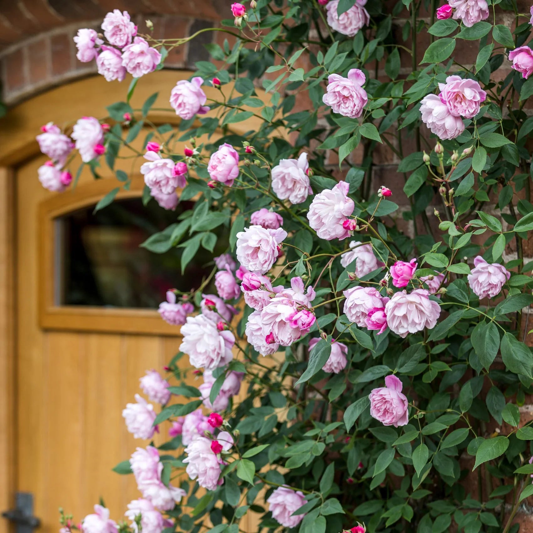 Mary Delany® David Austin® Climbing Rose