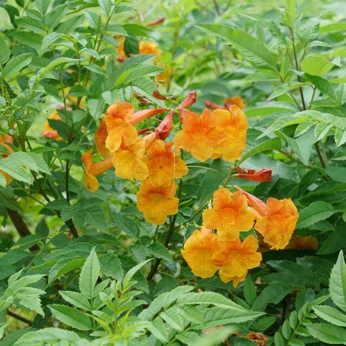 Tecoma x 'TEC14004' PP 33,456  - Chicklet® Orange Trumpet Bush