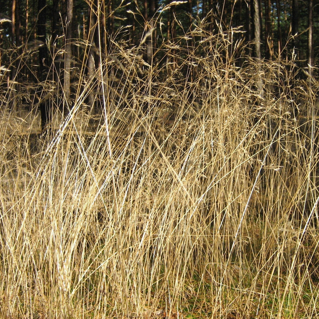 Deschampsia flexuosa  - Wavy Hair Grass
