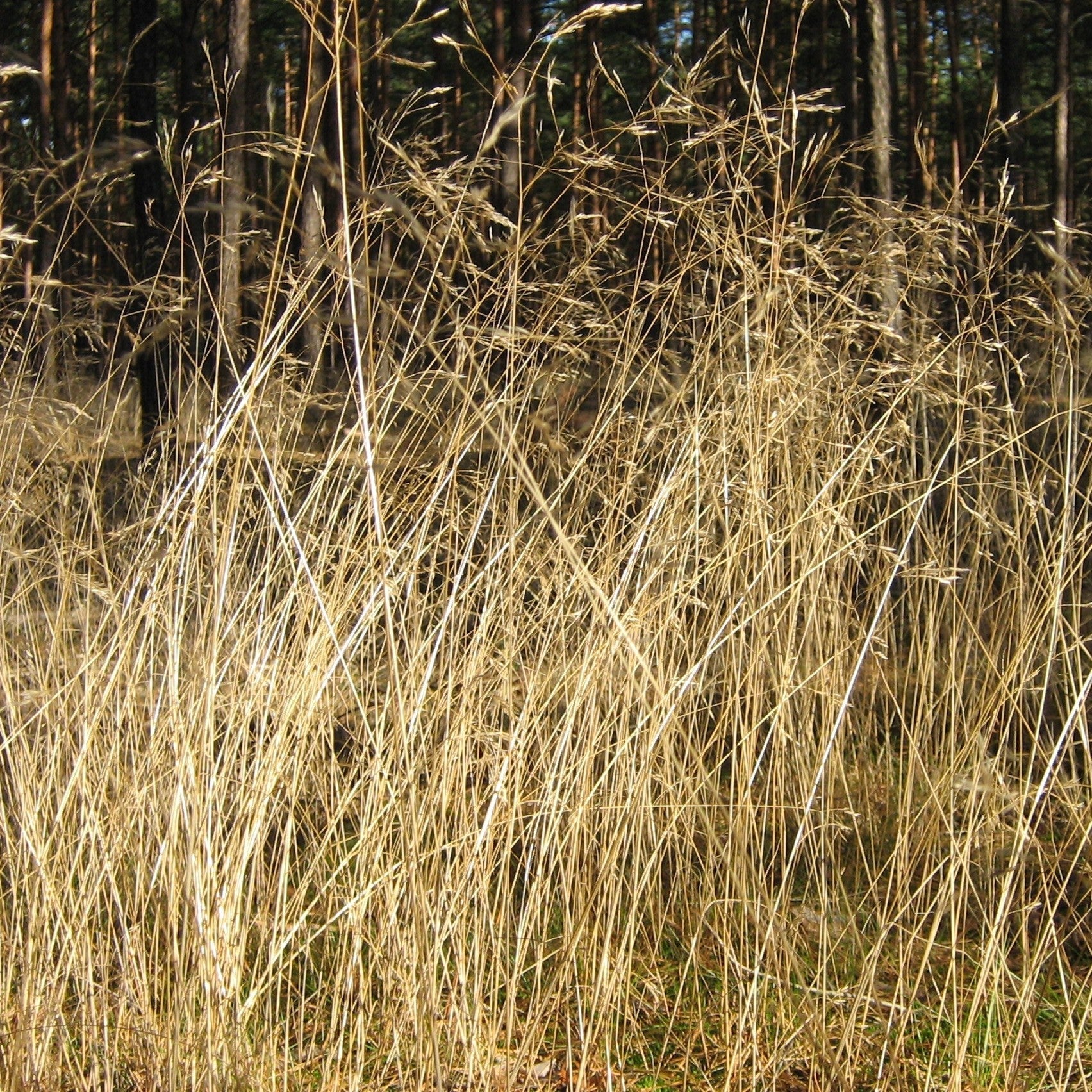 Deschampsia flexuosa  - Wavy Hair Grass
