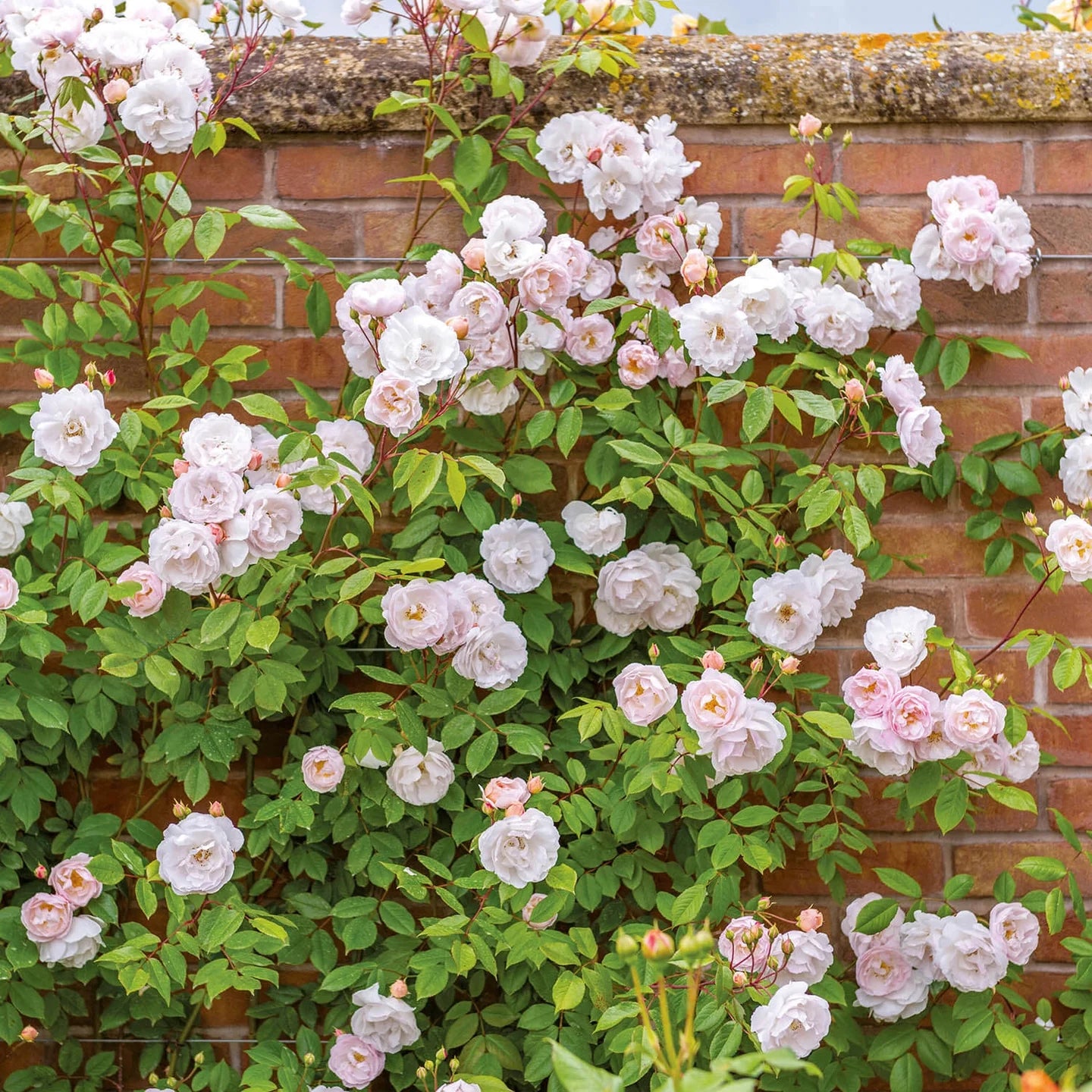 The Lady of the Lake® David Austin® Rambling Rose