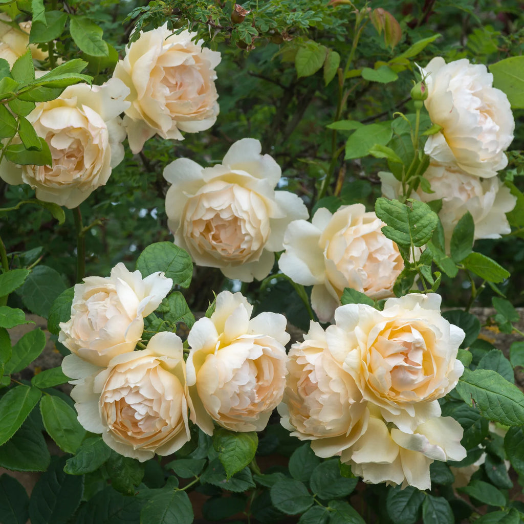 Wollerton Old Hall® David Austin® Climbing Rose