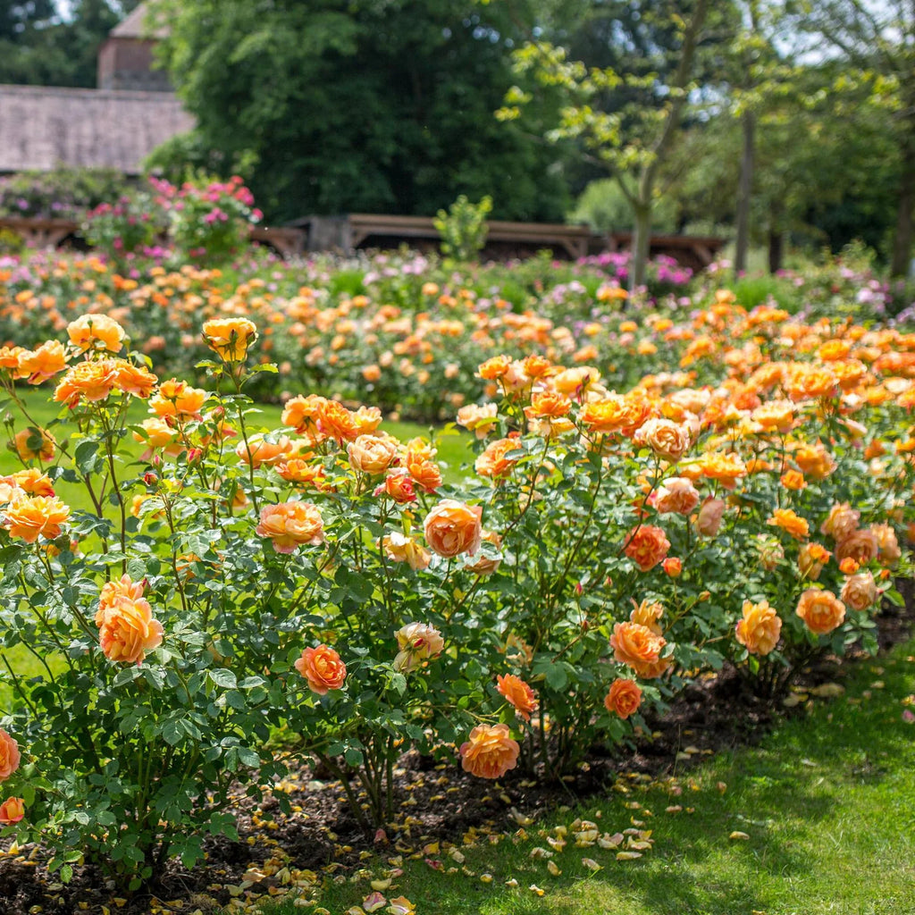Lady of Shalott® David Austin® English Shrub Rose