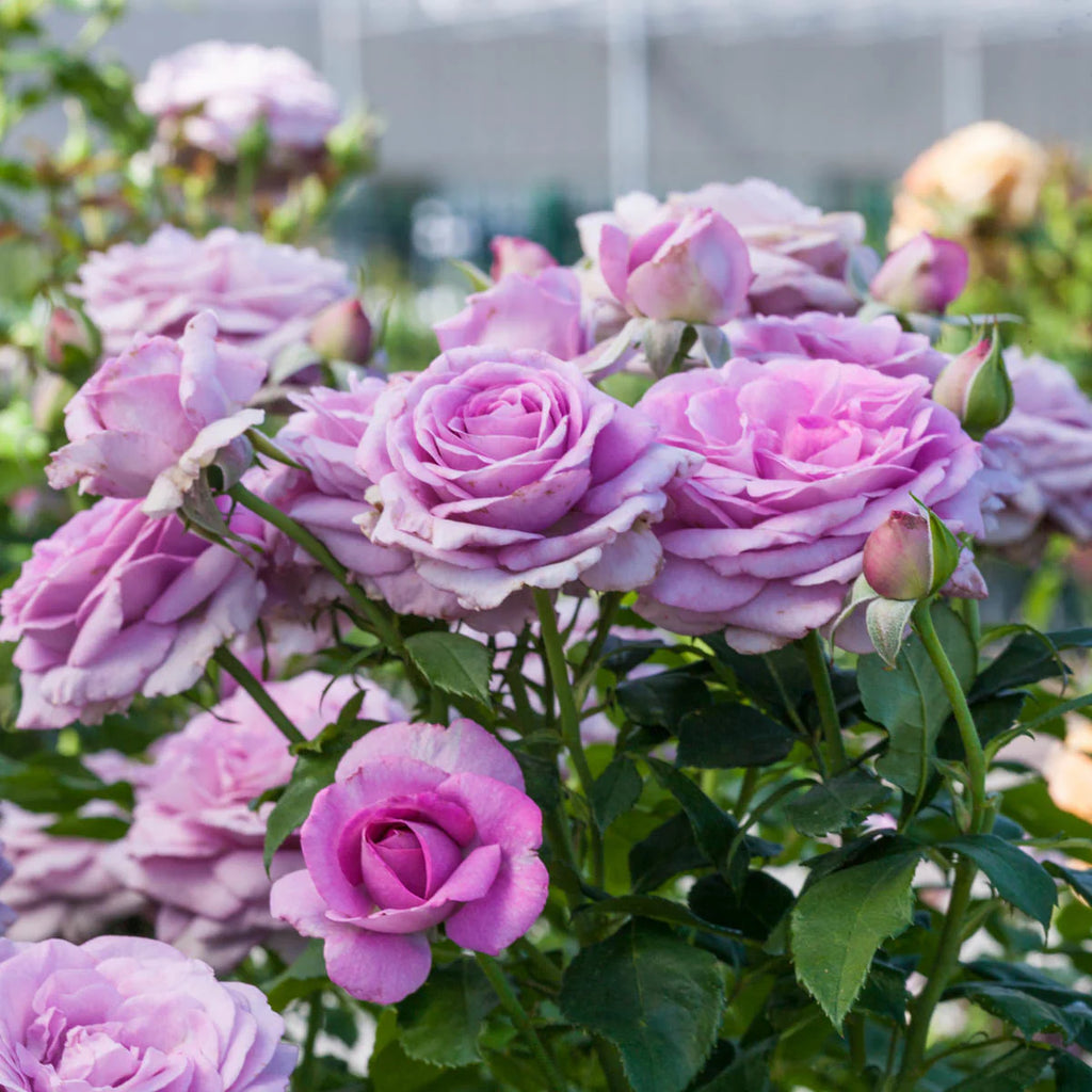 Violet’s Pride™ Rose on Fortuniana Rootstock