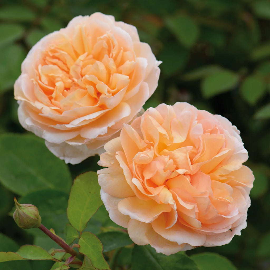 The Lady Gardener® David Austin® English Shrub Rose