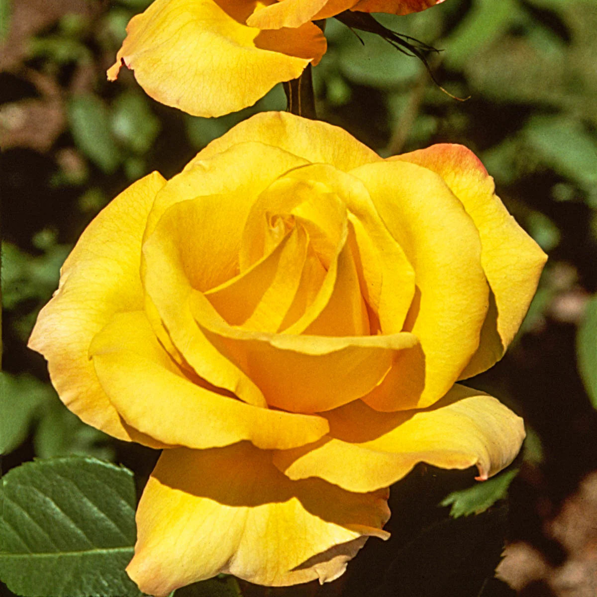 Gold Medal® Fortuniana Rootstock Hybrid Tea Rose