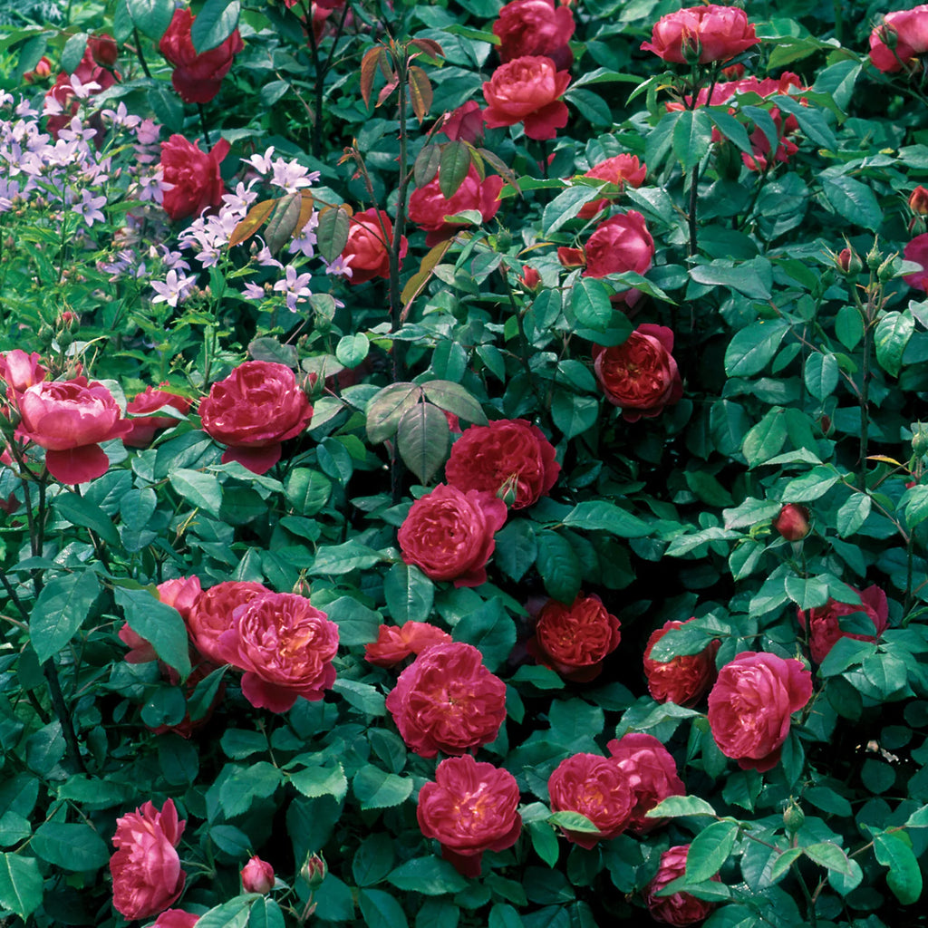 Benjamin Britten® David Austin® English Shrub Rose