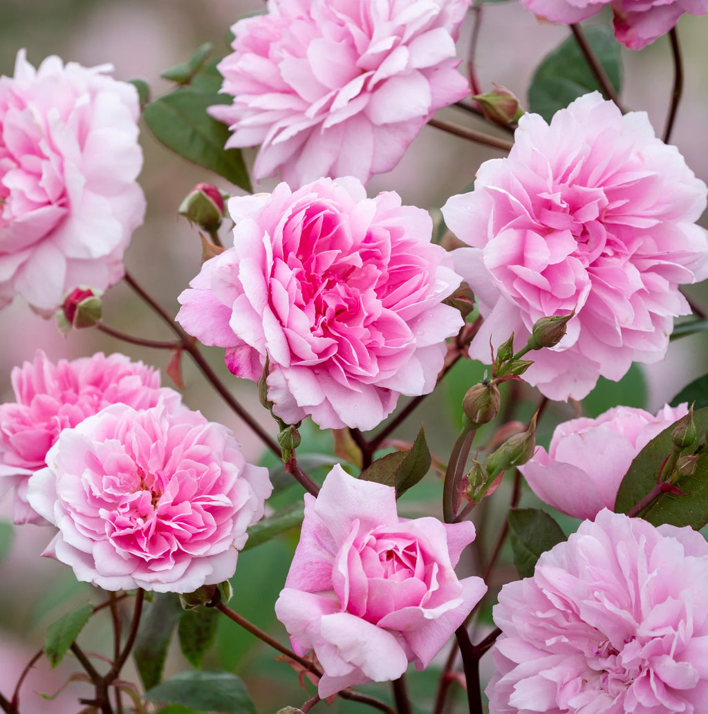 Mary Delany® David Austin® Climbing Rose