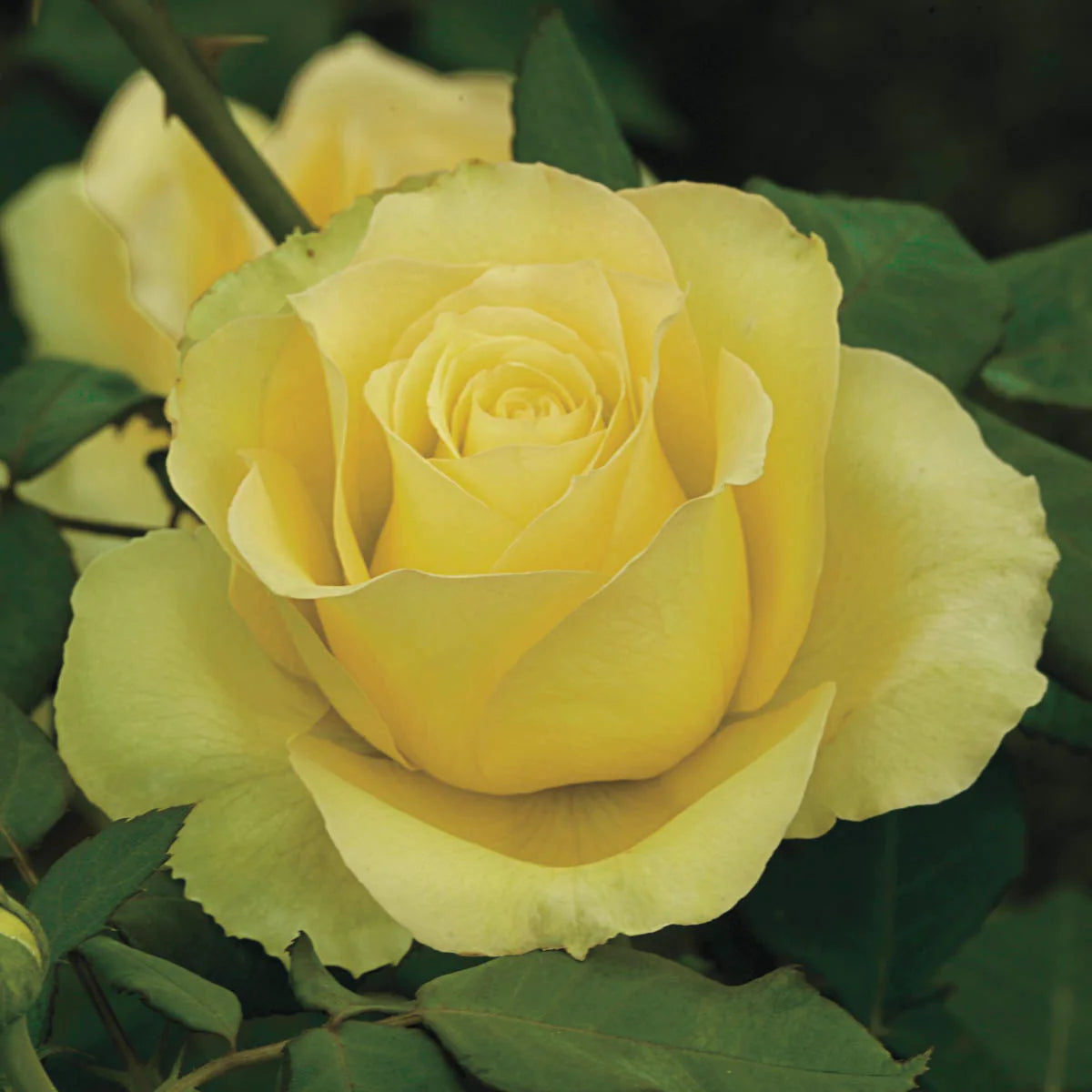 St. Patrick® Fortuniana Rootstock Hybrid Tea Rose