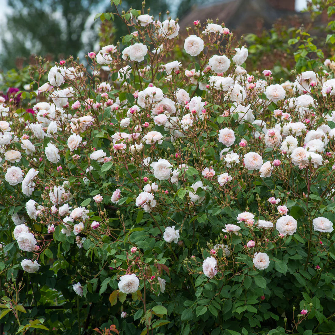 The Albrighton Rambler® David Austin® English Rambling Rose