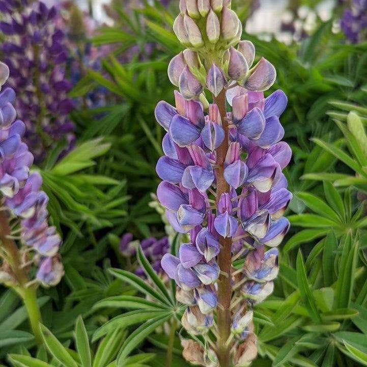 Lupinus polyphyllus 'Lupini Blue Shades'  -  Lupini Blue Shades Lupine