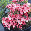 Kalmia latifolia 'Tiddlywinks'  - Tiddlywinks Mountain Laurel