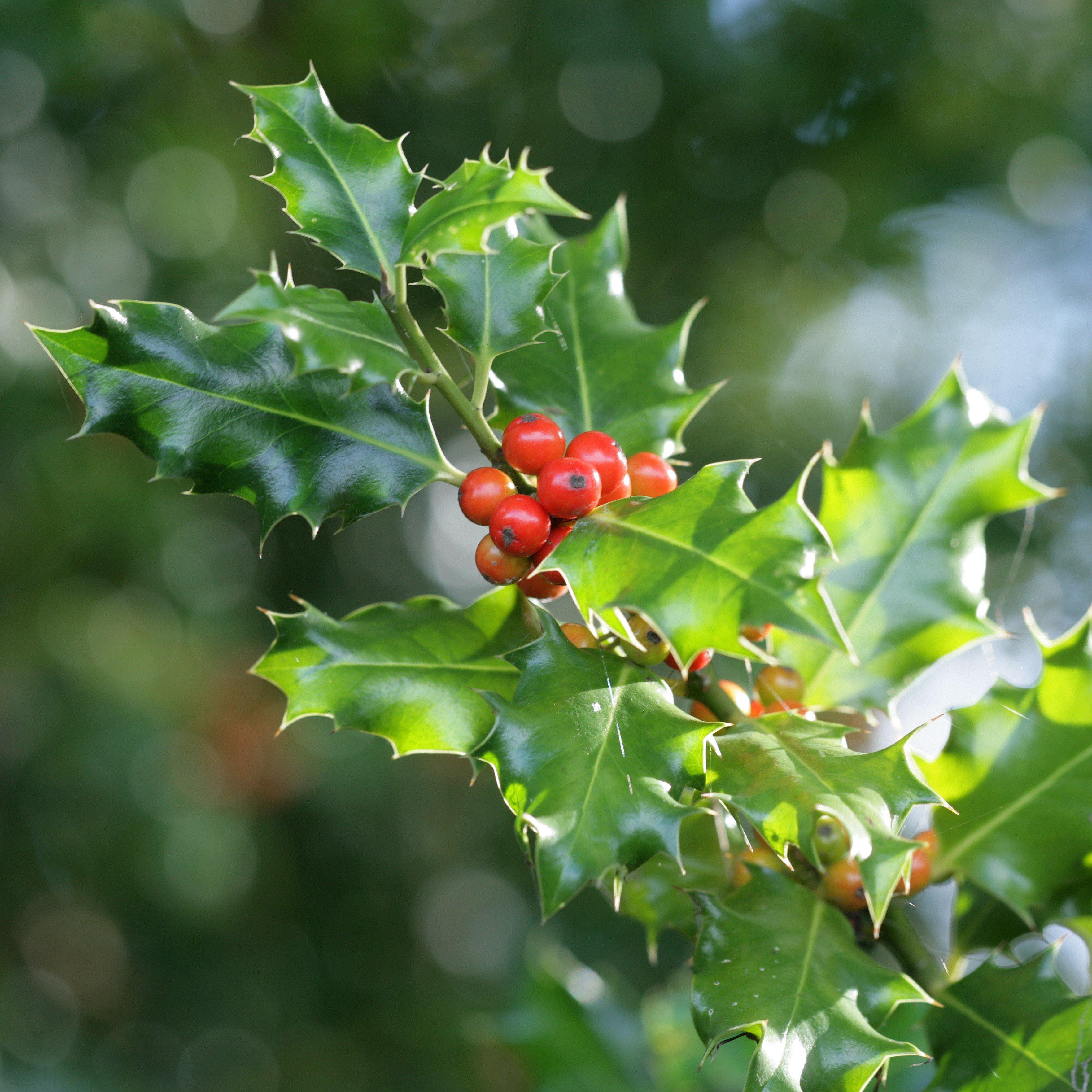 Ilex x meserveae 'Mesog'  - China Girl® Holly