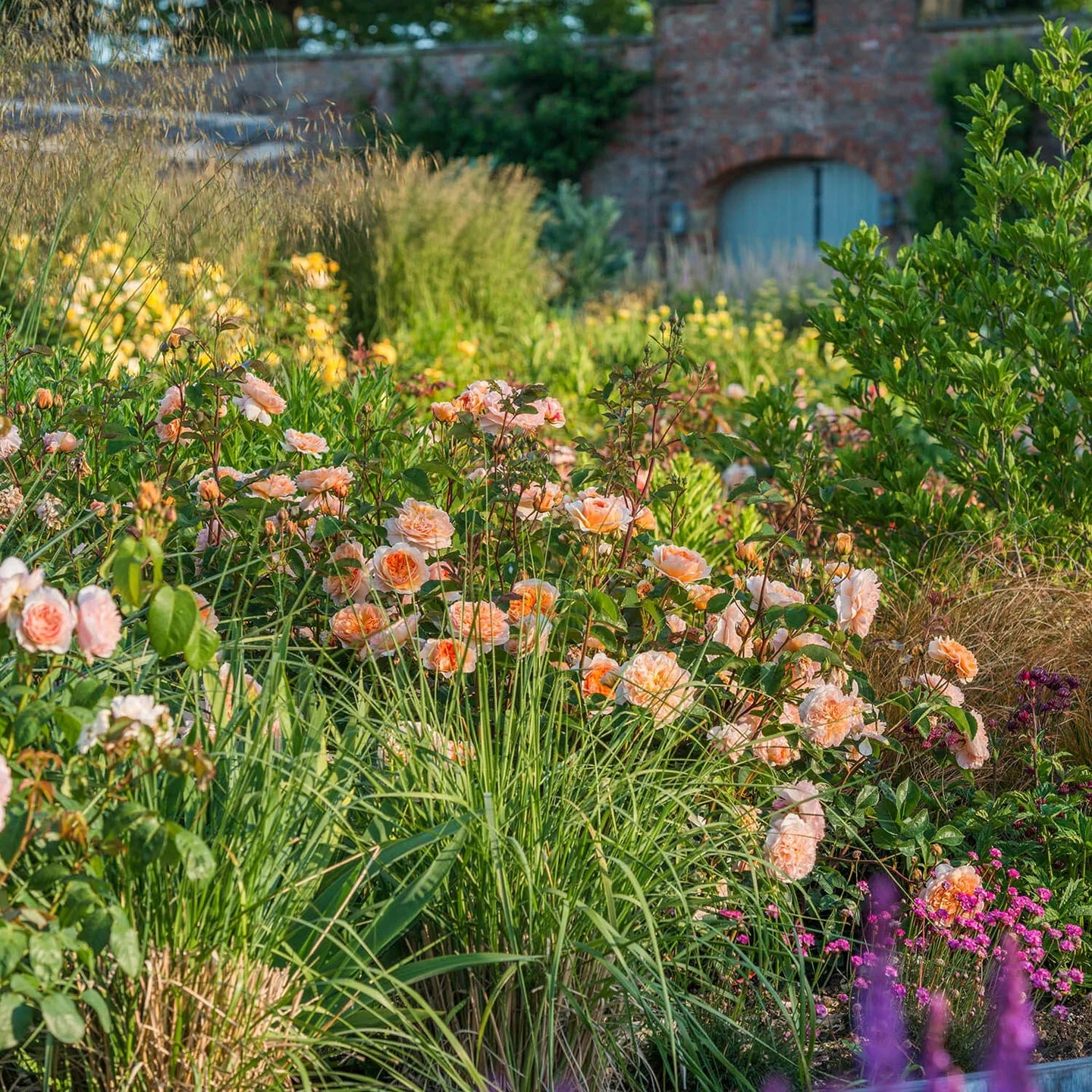 Port Sunlight™ David Austin® English Shrub Rose