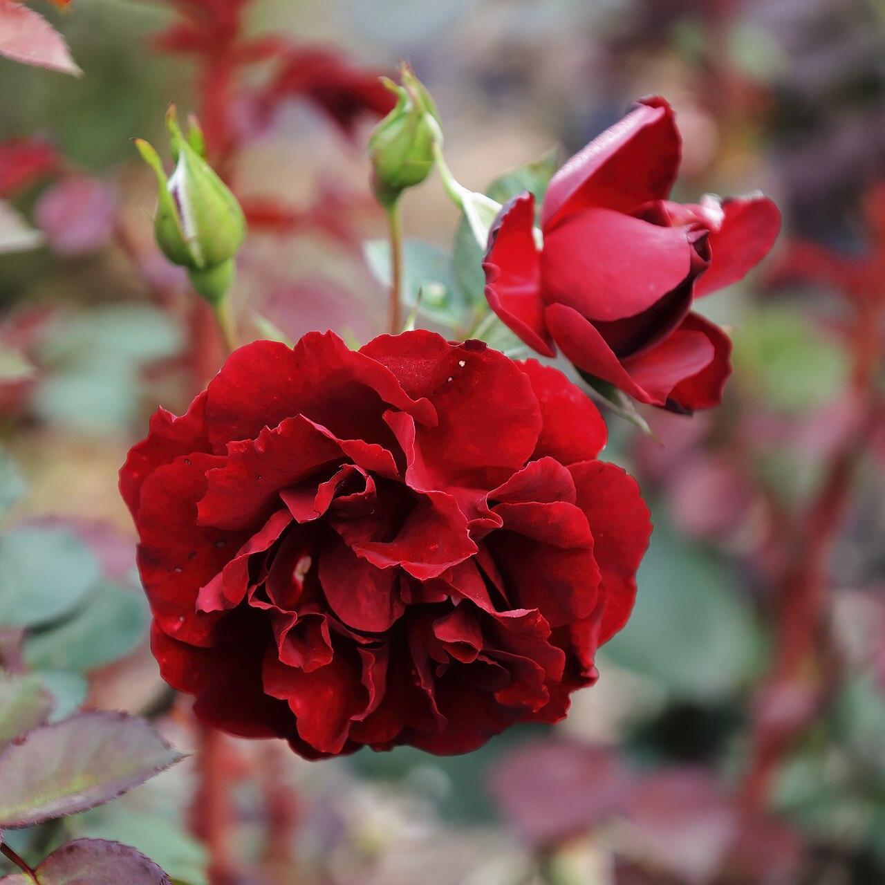 Rosa 'Navy Lady'  - Navy Lady Rose
