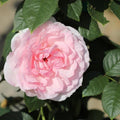 Rosa 'True Devotion'  - True Bloom™ True Devotion Rose