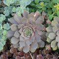 Sempervivum 'Pacific Blue Ice'  - Pacific Blue Ice Hens and Chicks