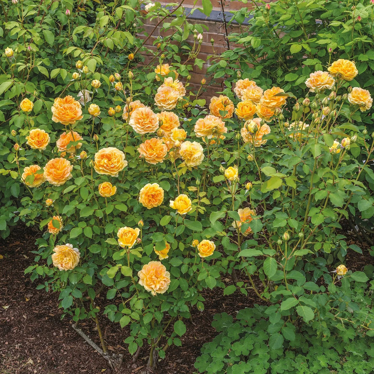 Molineux® by David Austin®