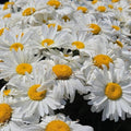 Leucanthemum x superbum 'Spoonful of Sugar'  - Spoonful of Sugar Shasta Daisy