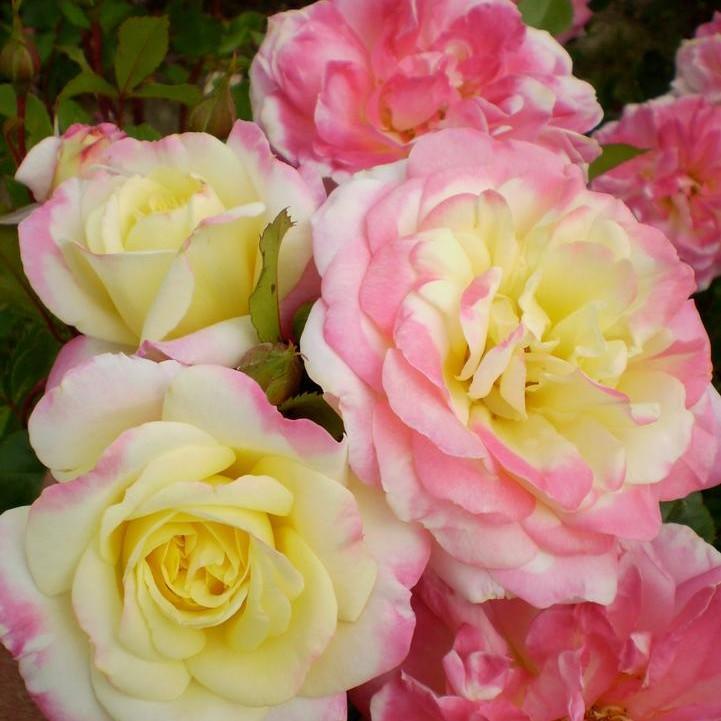 Rosa 'BAIbox'  - Easy Elegance® Music Box Rose