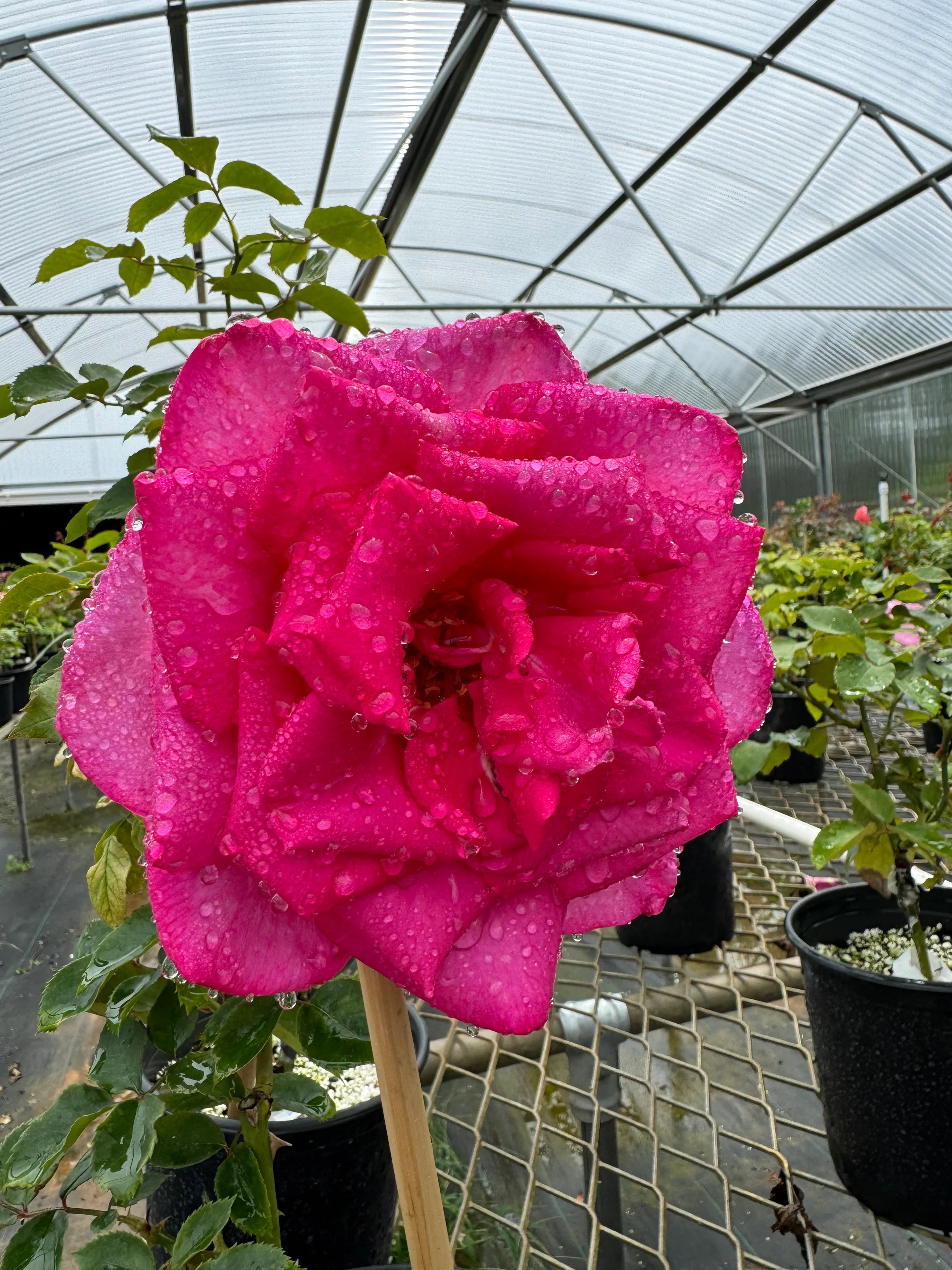 Buxom Beauty™ Rose on Fortuniana Rootstock