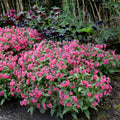 Pulmonaria 'Shrimps on the Barbie'  - Shrimps on the Barbie Lungwort
