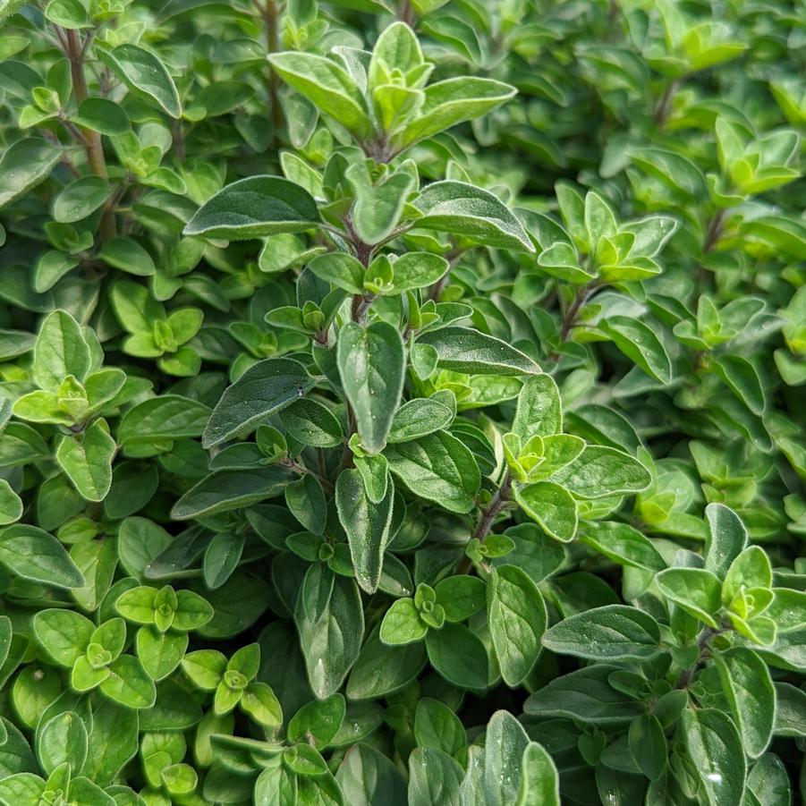 Origanum vulgare 'Supreme'  - Supreme Oregano