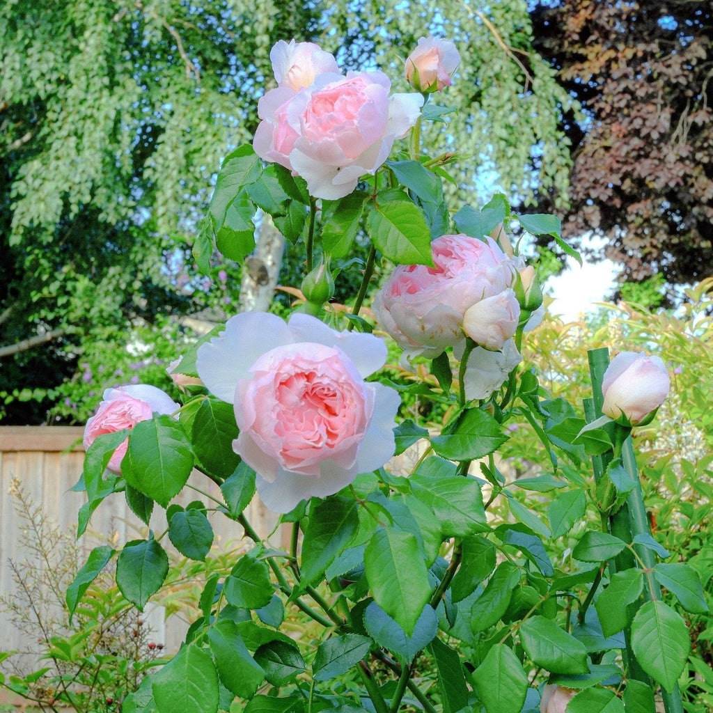 Rosa 'Ausjosiah'  - The Wedgwood Climbing Rose